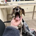 Boston West Veterinary Emergency & Specialty