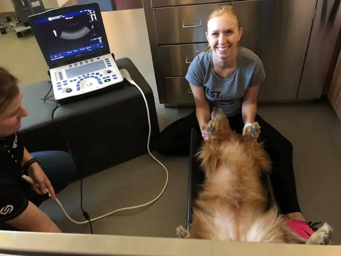 Wrentham Animal Hospital Picture 2