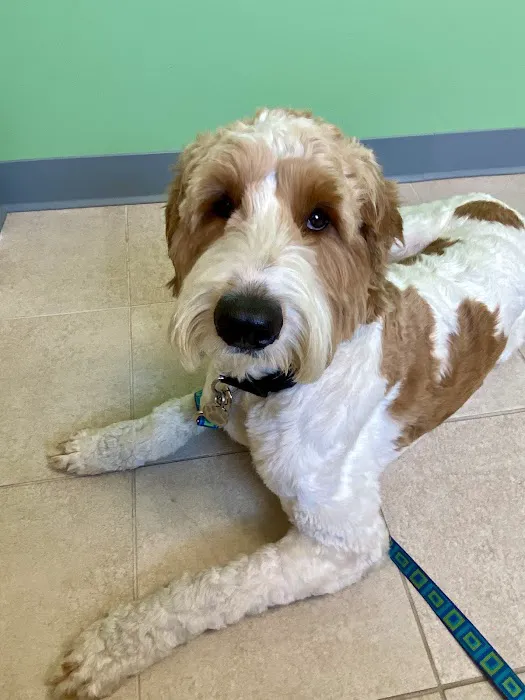 Wrentham Animal Hospital Picture 4