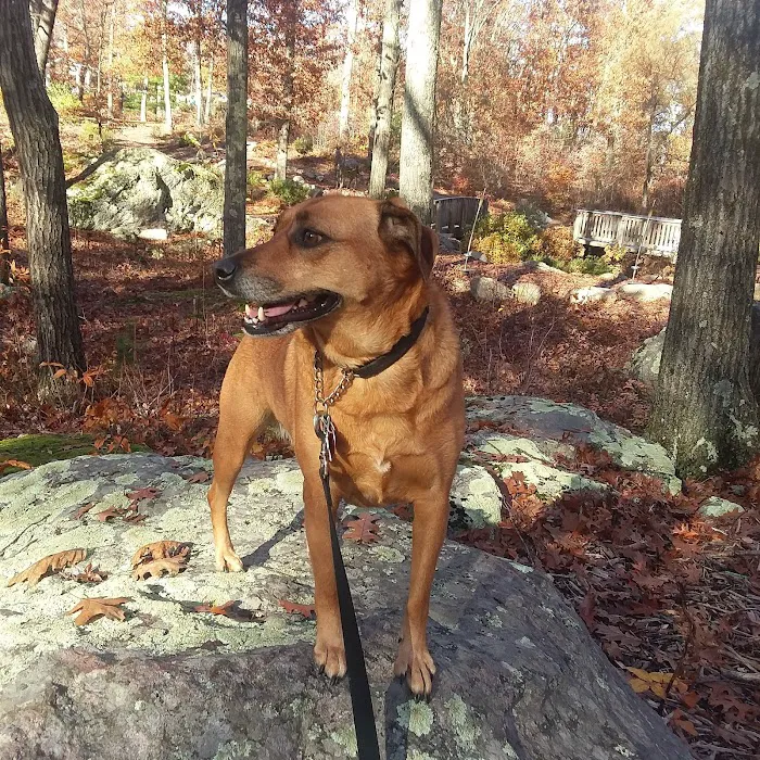 Wrentham Animal Hospital Picture 7