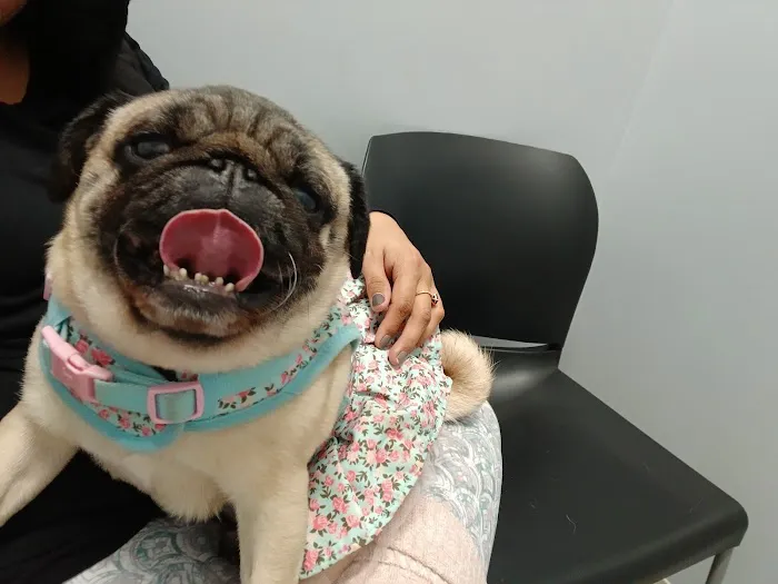 Precision Pet Urgent Care LLC Picture 3