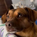 Precision Pet Urgent Care LLC