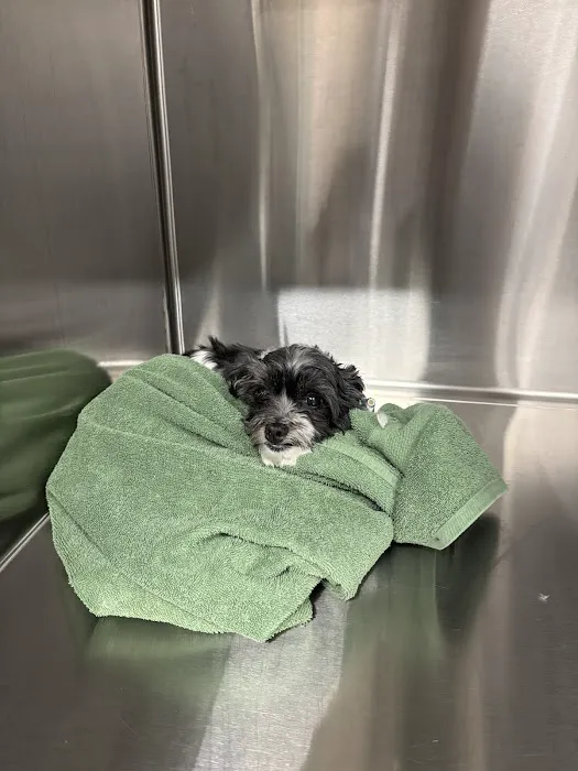Precision Pet Urgent Care LLC Picture 8