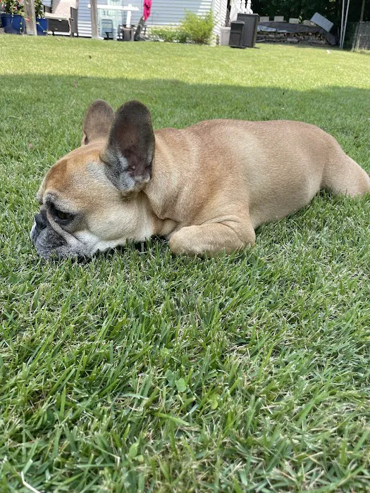 WAGS Animal Hospital Picture 4