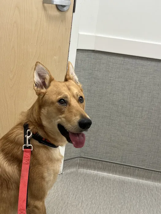 WAGS Animal Hospital Picture 3