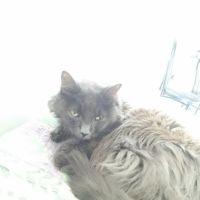 Luv My Pet Inc ico