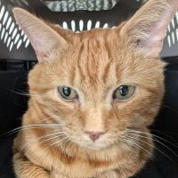 Compassion Veterinary Clinic ico