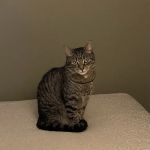 At Home Veterinary