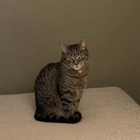 At Home Veterinary ico