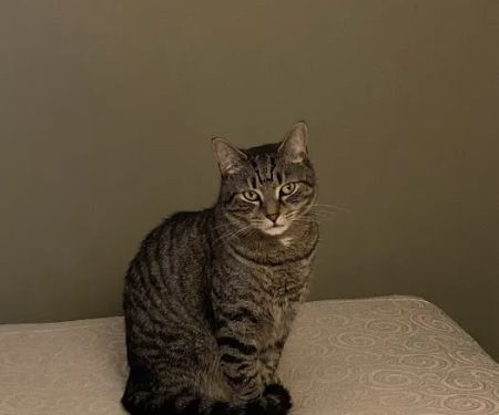 At Home Veterinary