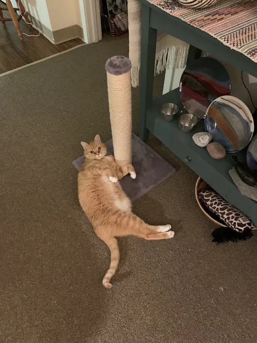 At Home Veterinary Picture 3