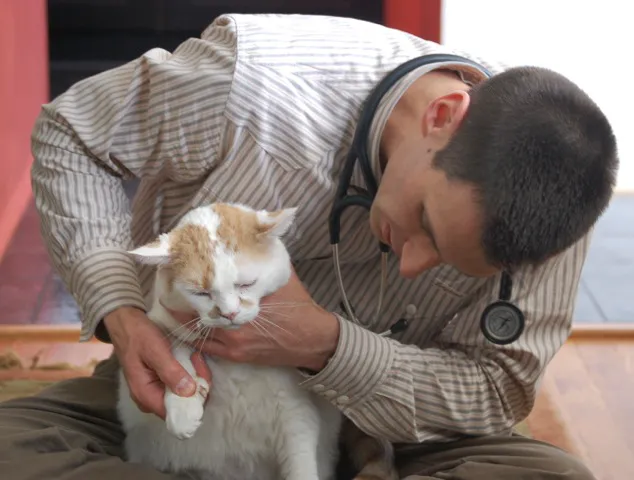 At Home Veterinary Picture 4