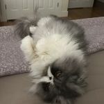 Acoaxet Veterinary Clinic: Grossi Cathy A DVM