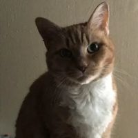 Sylvan Animal Clinic ico