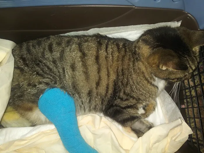 Mass-RI Veterinary ER Picture 1