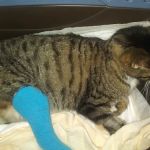 Mass-RI Veterinary ER