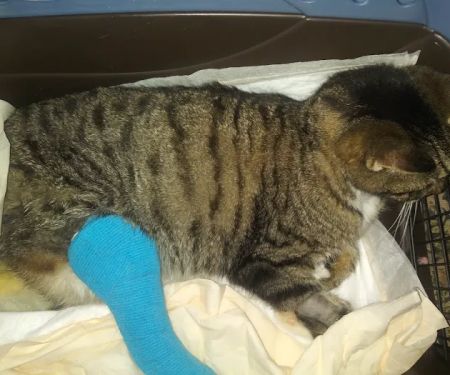 Mass-RI Veterinary ER