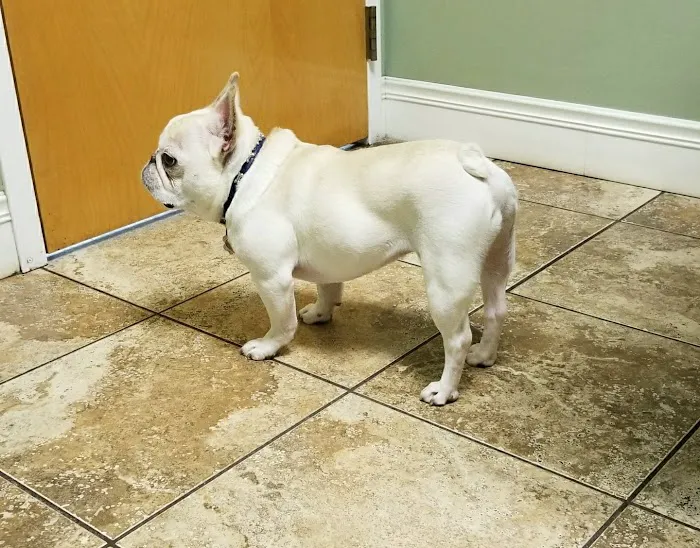 Mass-RI Veterinary ER Picture 10