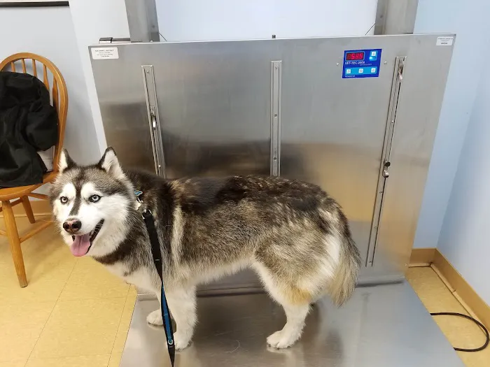 Swansea Veterinary Center Picture 1