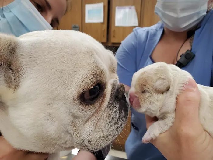 Anchor Animal Hospital Picture 4