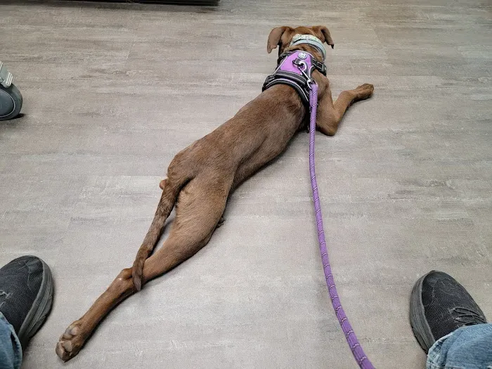 Anchor Animal Hospital Picture 1