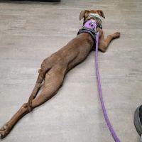 Anchor Animal Hospital ico