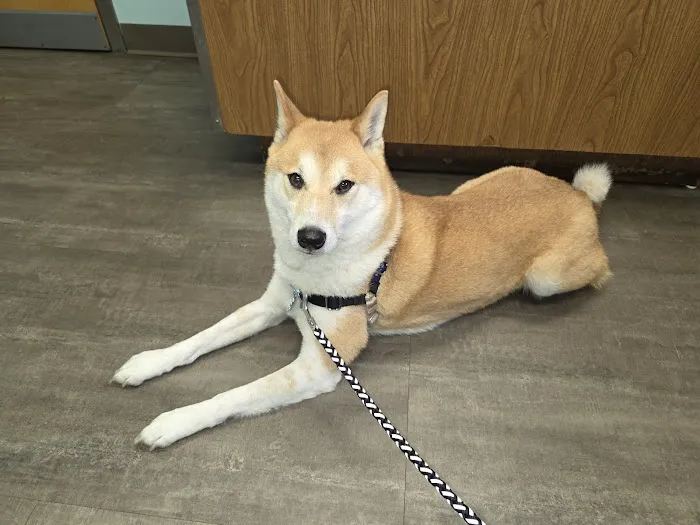Anchor Animal Hospital Picture 5