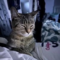Animal Associates ico