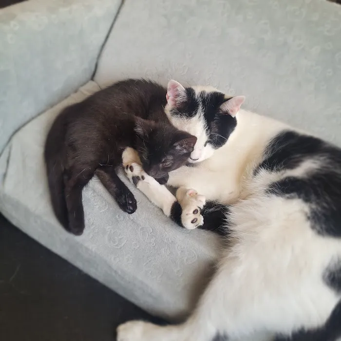 Animal Associates Picture 9