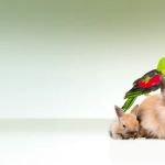 TLC Veterinary Hospital