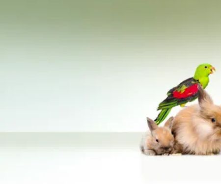 TLC Veterinary Hospital