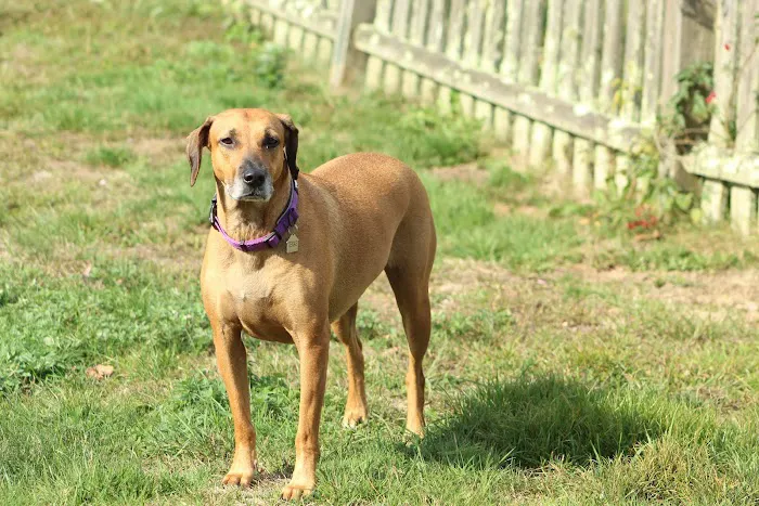 TLC Veterinary Hospital Picture 6