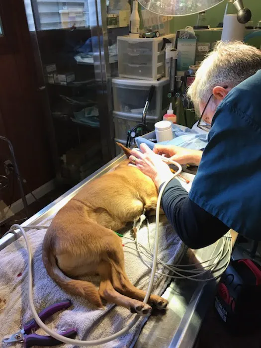 TLC Veterinary Hospital Picture 9
