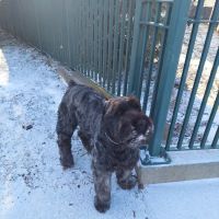 Central Avenue Veterinary Clinic ico