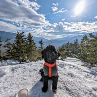 Hudson Animal Hospital ico