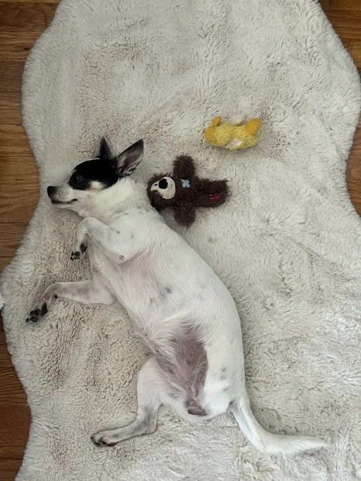 ProFormance Canine, Inc. Picture 1