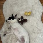 ProFormance Canine, Inc.