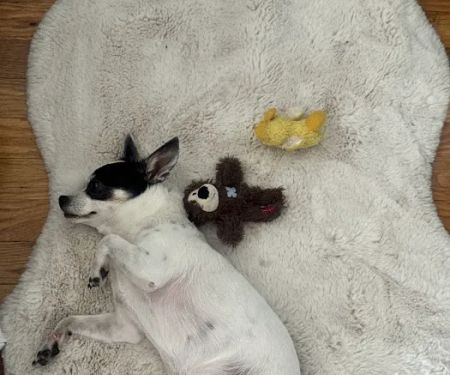 ProFormance Canine, Inc.