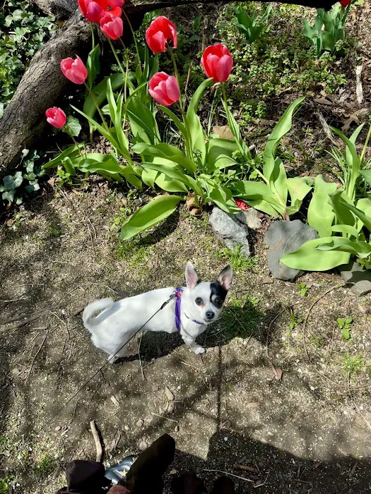 ProFormance Canine, Inc. Picture 4