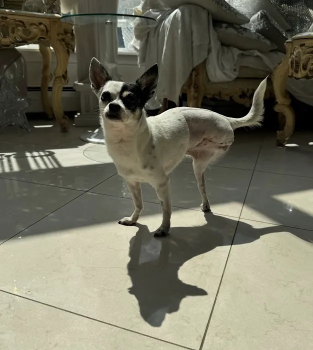 ProFormance Canine, Inc. Picture 7