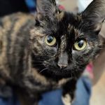 Harvard Family Pet Clinic