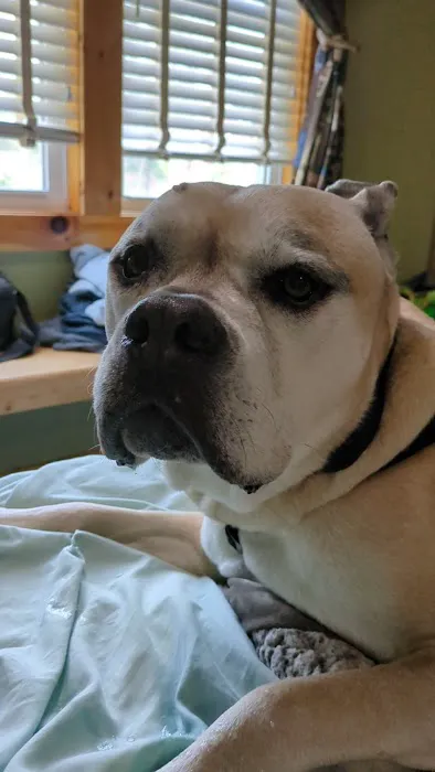 Pepperell Veterinary Hospital Picture 5