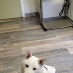Family Friends Veterinary Hospital