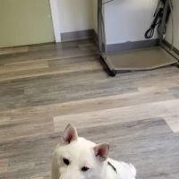Family Friends Veterinary Hospital ico