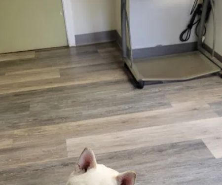 Family Friends Veterinary Hospital