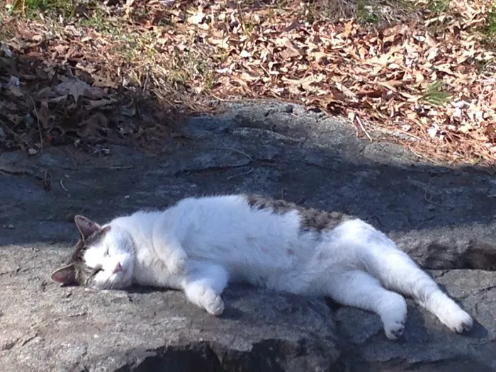 Apple Country Animal Hospital Picture 7