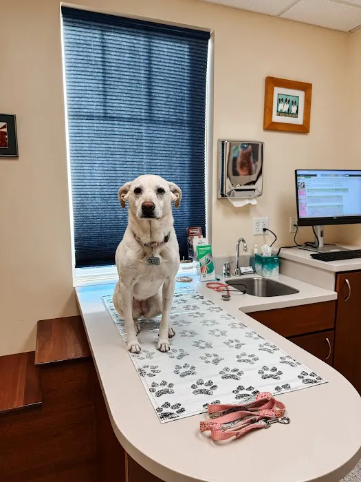 Veterinary Dental Services, LLC Picture 2