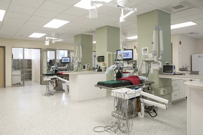 Veterinary Dental Services, LLC Picture 6