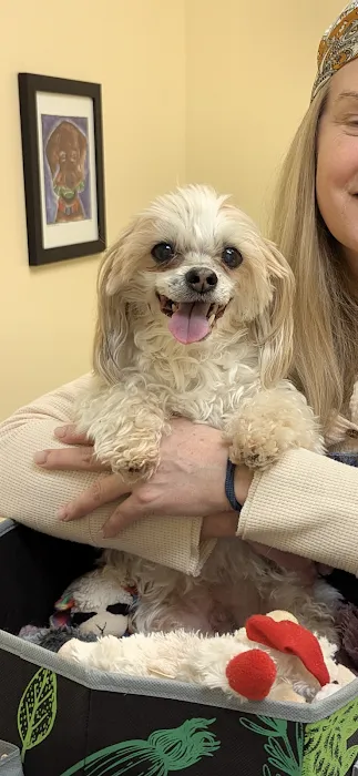Veterinary Dental Services, LLC Picture 10