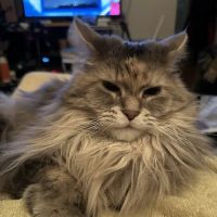 Milford Veterinary Hospital ico